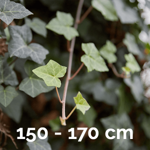 Alternative view of Hedera Hibernica 150-170cm