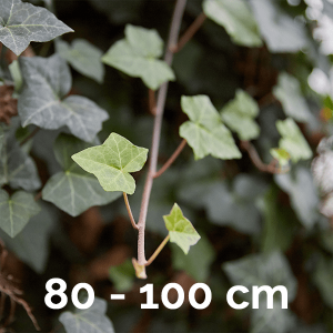 Alternative view of Hedera Hibernica 80-100cm