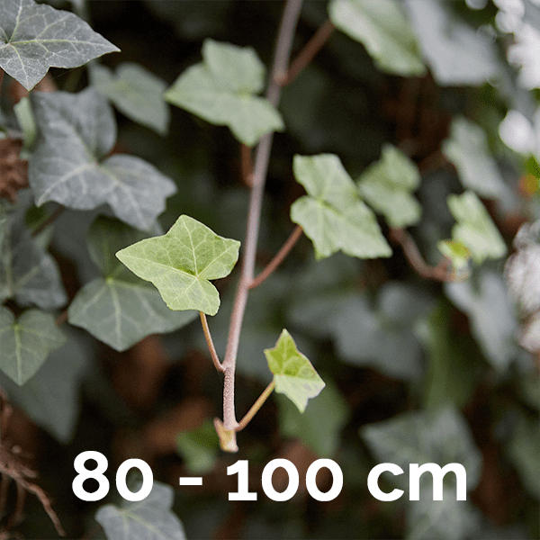 Hedera Hibernica 80-100cm - Afbeelding 2