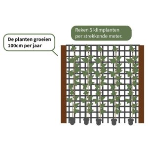 Alternative view of Hedera Helix (kleinbladig) 90cm