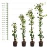 Hederastokken - Losse Hedera Hibernica planten