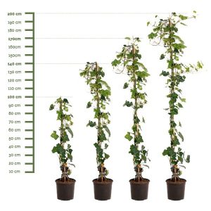 Hederastokken - Losse Hedera Hibernica planten