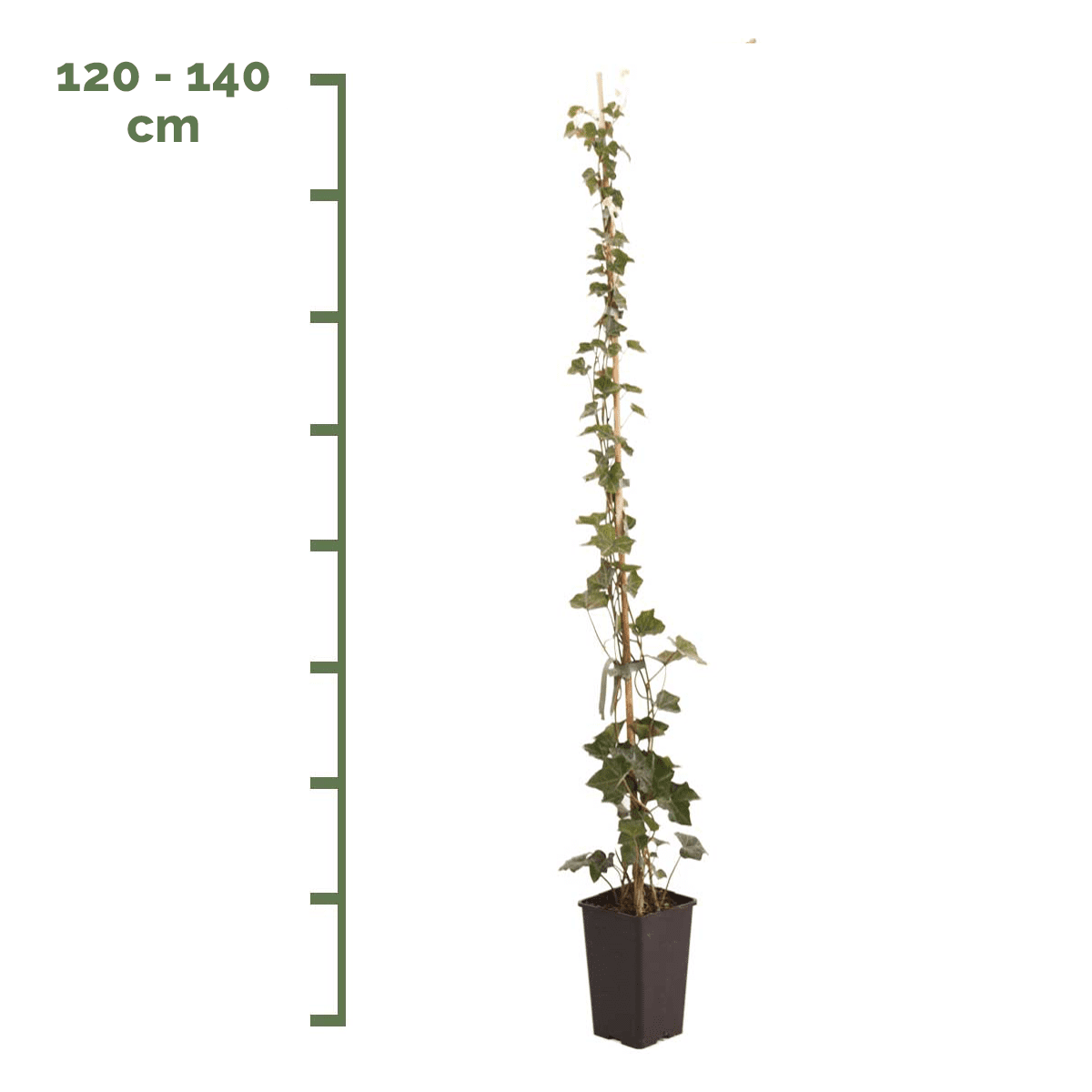 Hedera Hibernica 120-140cm