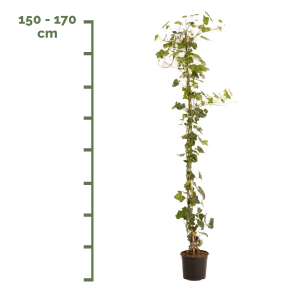 Hedera Hibernica 150-170cm