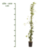 Hedera Hibernica 180-200cm