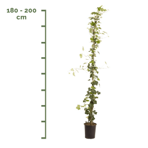 Hedera Hibernica 180-200cm