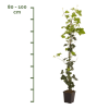 Hedera Hibernica 80-100cm