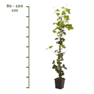 Hedera Hibernica 80-100cm