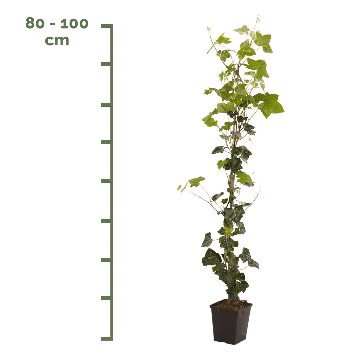 Hedera Hibernica 80-100cm