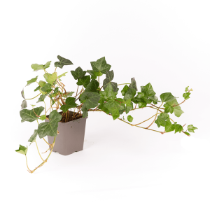 Bodembedekker hedera XL