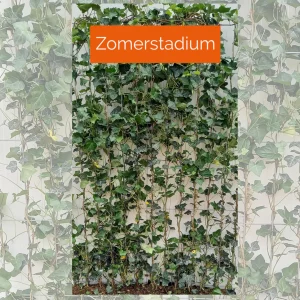 Kant-en-klaar haag Hedera Helix 'Glacier'- 120x120 cm - Afbeelding 4