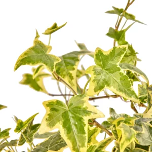 Alternative view of Hedera Helix Goldchild (geel bont) 90cm