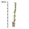 Hedera Helix (kleinbladig) 90cm