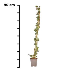 Hedera Helix (kleinbladig) 90cm