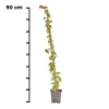 Hedera Helix Glacier (wit bont) 90cm