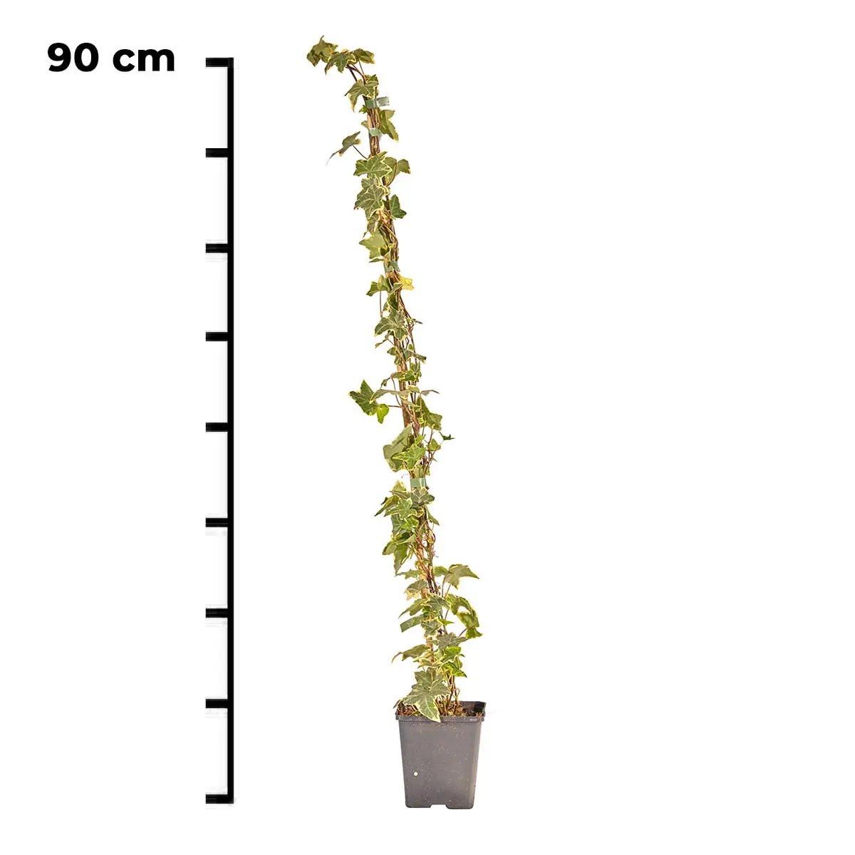 Hedera Helix Glacier (wit bont) 90cm