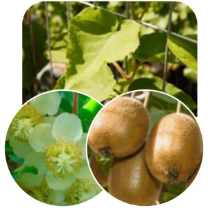 Hedge to go Fruit Kiwi