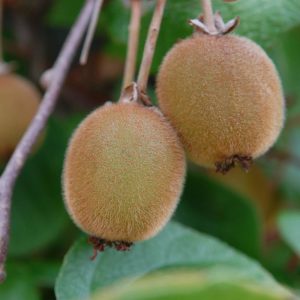 Hedge to go Fruit Kiwi - Afbeelding 7