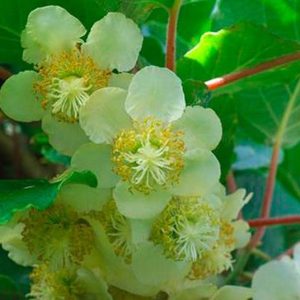 Hedge to go Fruit Kiwi - Afbeelding 4