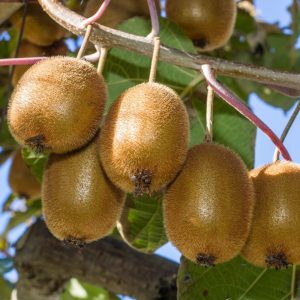 Hedge to go Fruit Kiwi - Afbeelding 3