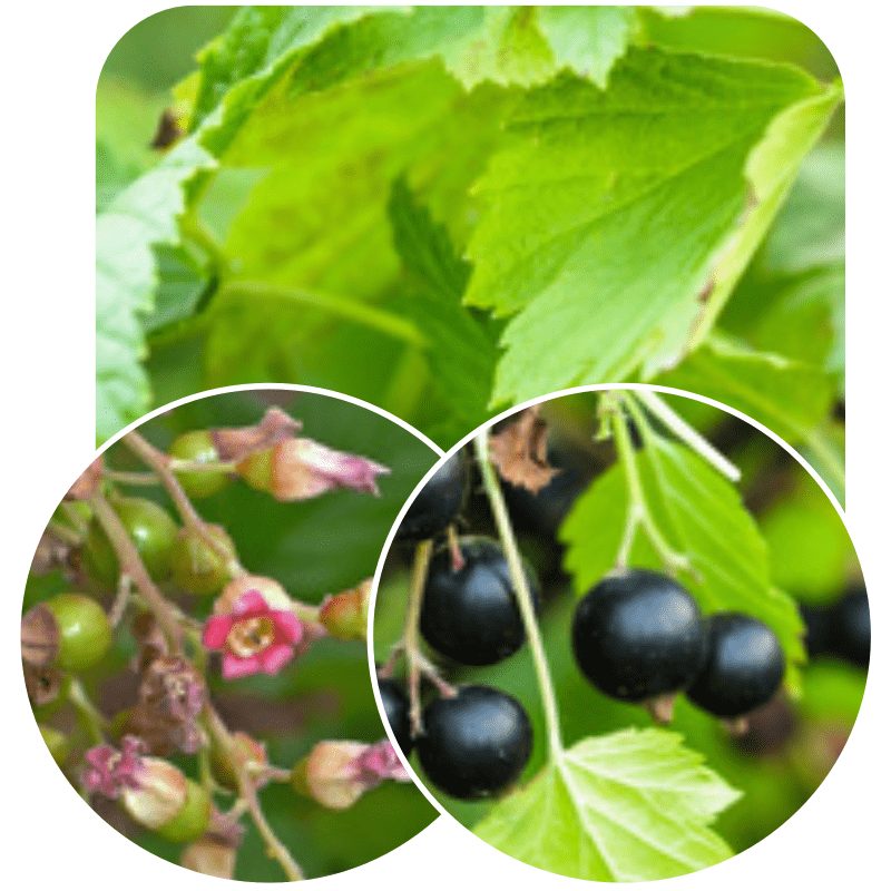 Hedge to go Fruit Bes - Afbeelding 8
