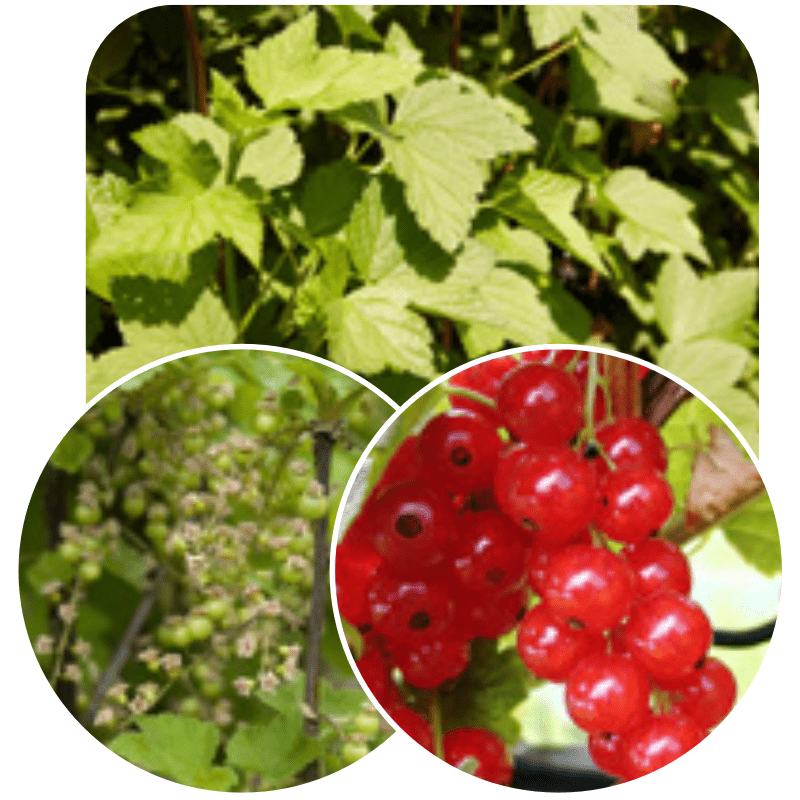 Hedge to go Fruit Bes