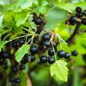 Hedge to go Fruit Bes - Afbeelding 6