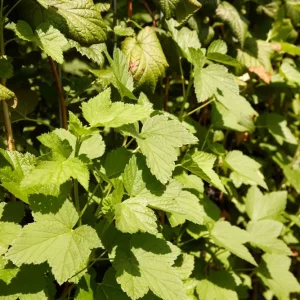 Hedge to go Fruit Bes - Afbeelding 2