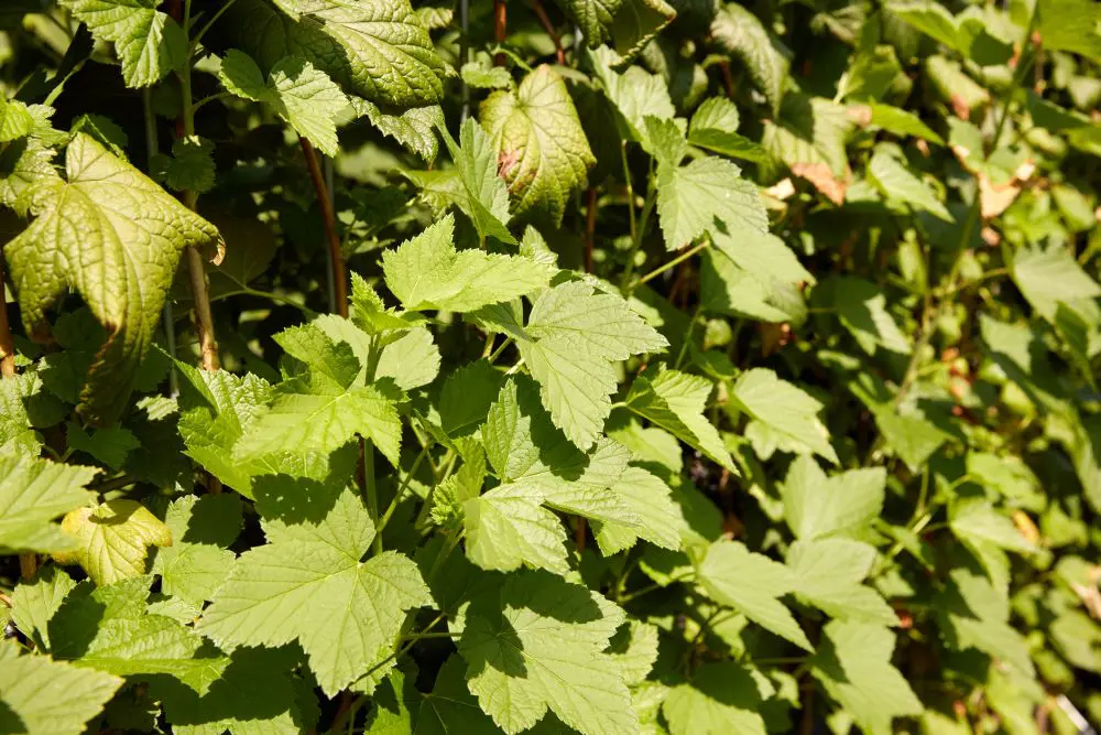 Hedge to go Fruit Bes - Afbeelding 2