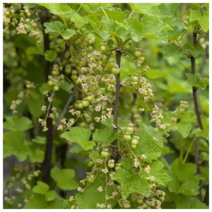 Hedge to go Fruit Bes - Afbeelding 3
