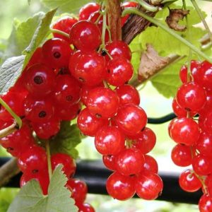 Hedge to go Fruit Bes - Afbeelding 4