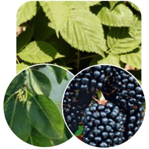 Hedge to go Fruit Braam - Afbeelding 7