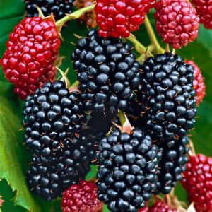 Hedge to go Fruit Braam - Afbeelding 5