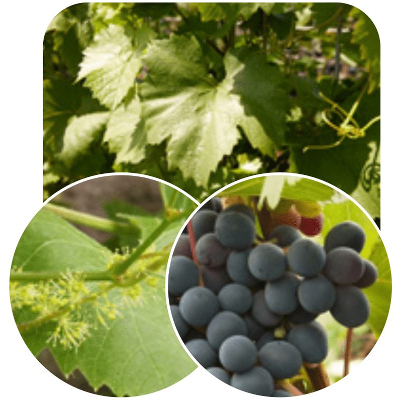 Hedge to go Fruit Druif - Afbeelding 9