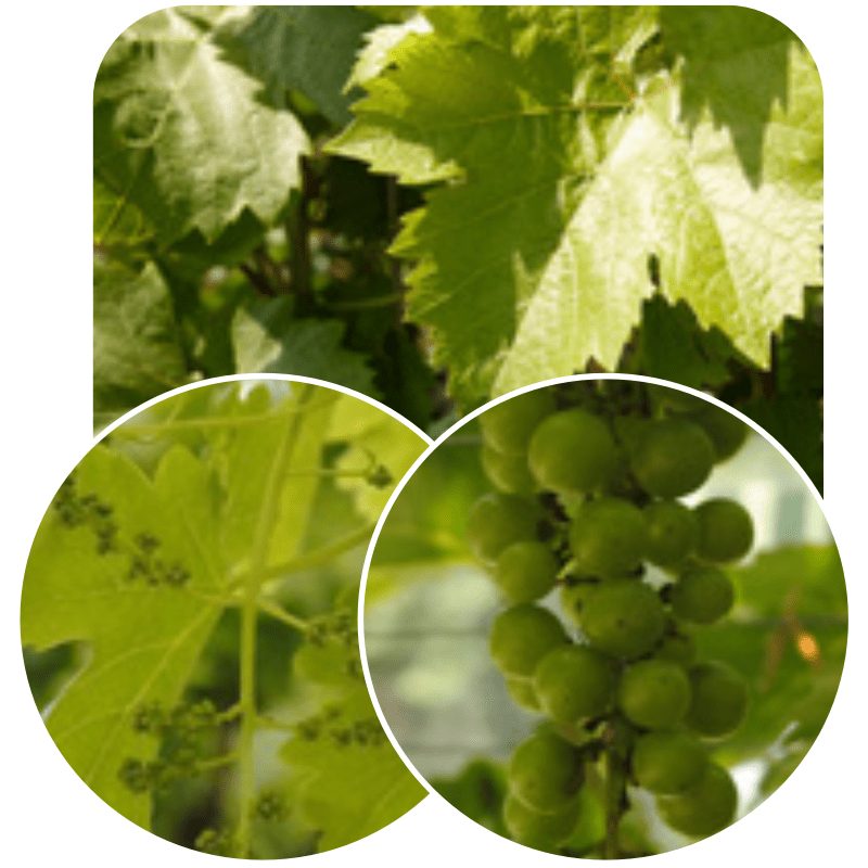 Hedge to go Fruit Druif - Afbeelding 10