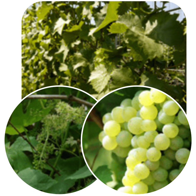 Hedge to go Fruit Druif