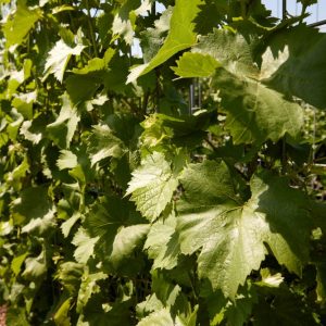 Hedge to go Fruit Druif - Afbeelding 3