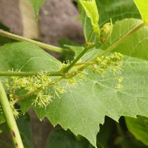 Hedge to go Fruit Druif - Afbeelding 5