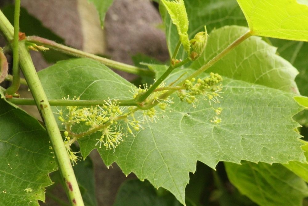 Hedge to go Fruit Druif - Afbeelding 5