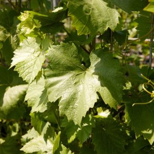 Hedge to go Fruit Druif - Afbeelding 7