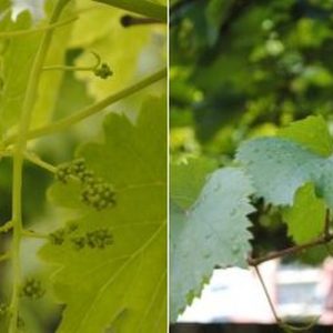 Hedge to go Fruit Druif - Afbeelding 8