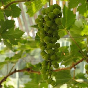 Hedge to go Fruit Druif - Afbeelding 6