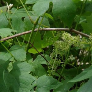 Hedge to go Fruit Druif - Afbeelding 2