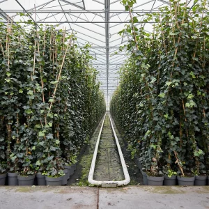 Hedera Hibernica 150-170cm - Afbeelding 4