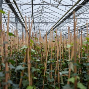Hedera Hibernica 150-170cm - Afbeelding 6