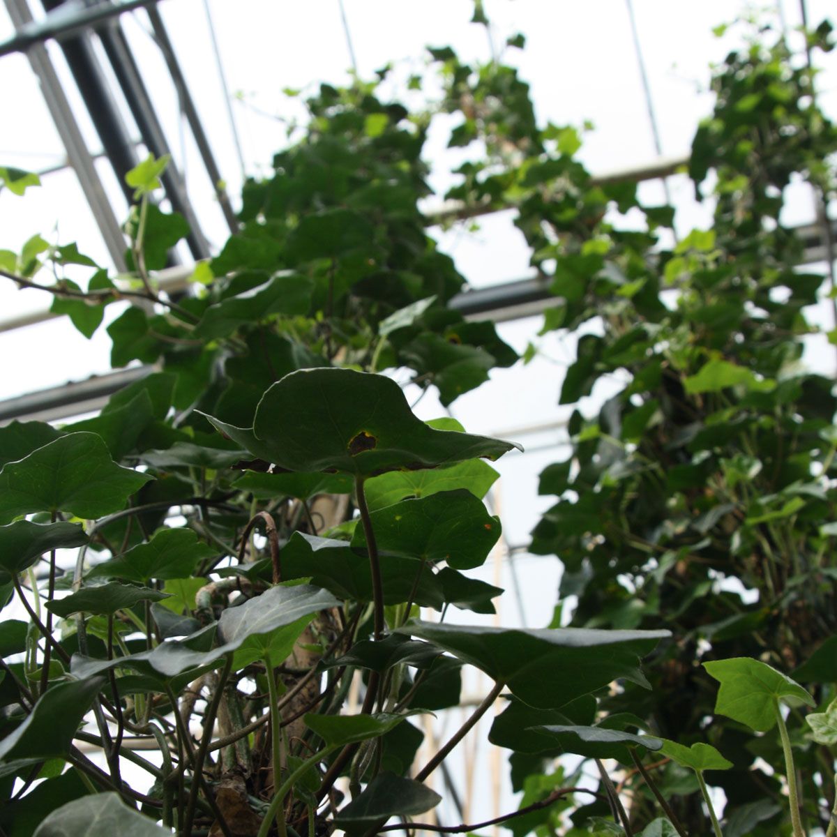 Hedera Hibernica 80-100cm - Afbeelding 6