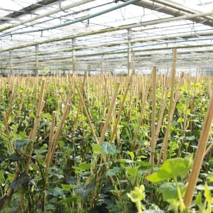 Hedera Hibernica 150-170cm - Afbeelding 5