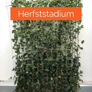 Kant-en-klaar haag Hedera Helix 'Glacier'- 120x120 cm - Afbeelding 5