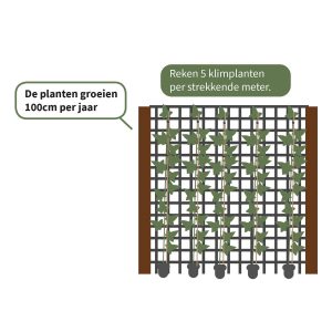 Alternative view of Hederastokken - Losse Hedera Hibernica planten