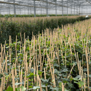 Hedera